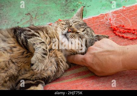 un giovane gatto tabby si trova nel cortile al sole Foto Stock