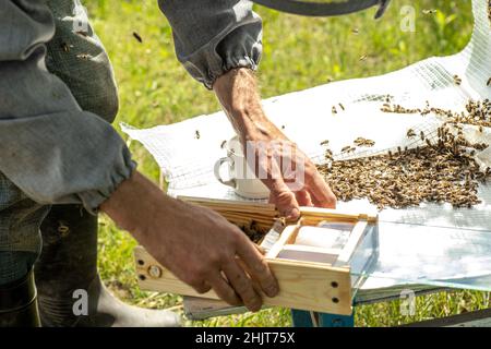 Apicoltore che tiene un piccolo nucleo con una giovane ape regina. Allevamento di api regina. Beehole con nidi d'ape. Preparazione per l'inseminazione artificiale BE Foto Stock