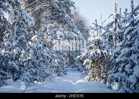 inverno neve foresta in una chiara giornata di sole contro il cielo blu Foto Stock