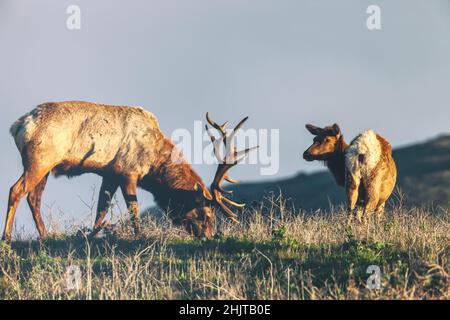 Un maschio tule Elk si sta nutrendo sull'erba come una femmina alce guarda su, Point Reyes National Seashore, California, USA. Foto Stock