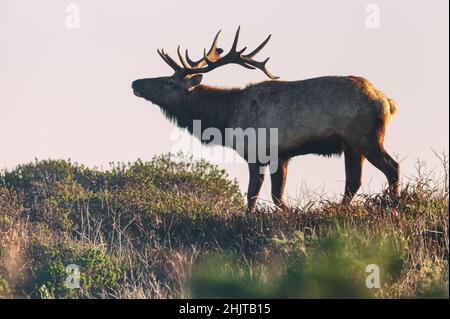 Tule Elk bull Cervus canadensis nanodes alla riserva di Tule Elks a Point Reyes National Seashore, California, USA. Foto Stock