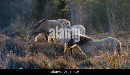 Wild Exmoor ponies foraggio su Broadwater Warren come il sole d'inverno tramonta vicino Royal Tunbridge Wells, Kent, Regno Unito il 31st di gennaio 2022 Foto Stock