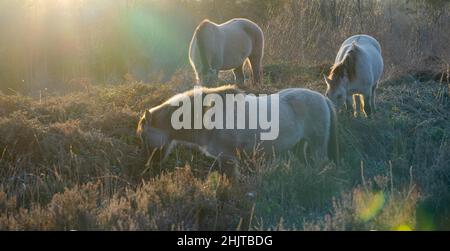 Wild Exmoor ponies foraggio su Broadwater Warren come il sole d'inverno tramonta vicino Royal Tunbridge Wells, Kent, Regno Unito il 31st di gennaio 2022 Foto Stock