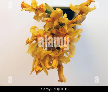 Mazzetto di naffodils appassiti in un vaso visto dall'alto su sfondo bianco. Foto Stock