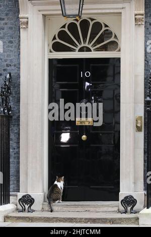 Larry il gatto in attesa di essere lasciato in 10 Downing Street Foto Stock