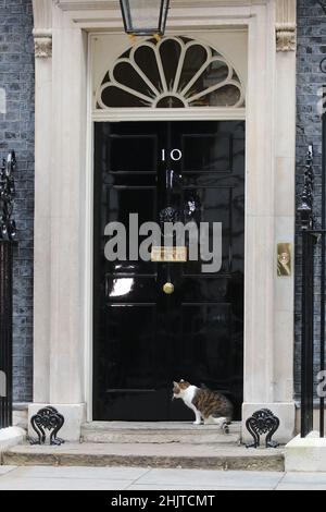 Larry il gatto in attesa di essere lasciato in 10 Downing Street Foto Stock