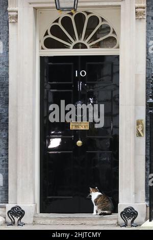 Larry il gatto in attesa di essere lasciato in 10 Downing Street Foto Stock