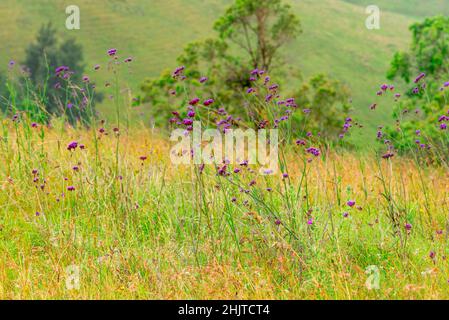 Porpora-top o Buenos Ayres verbena (Verbena bonariensis) che cresce in un paddock vicino nella regione nuovo Galles del Sud, Australia Foto Stock