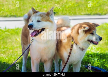 Ritratto di due cani rossi di Akita Inu su sfondo verde. I soffici cani rossi sono sorridenti Foto Stock