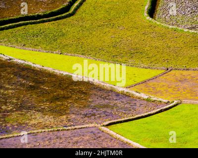 Coloratissimi risaie nelle Highlands del Madagascar Foto Stock
