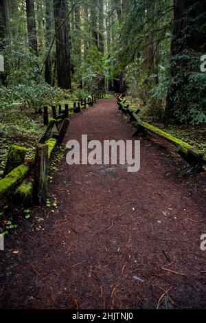 Armstrong Redwoods è un piccolo stand di sequoie appena a nord di Guerneville, California. Foto Stock