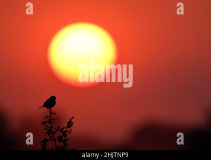 Silhouette di un simpatico uccello Whinchat arroccato su un ramoscello durante il tramonto Foto Stock