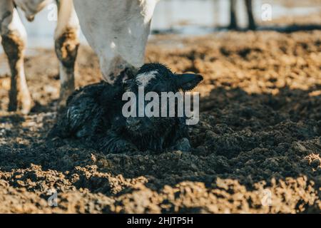 vitello neonato sdraiato all'ombra della madre in una giornata di sole Foto Stock