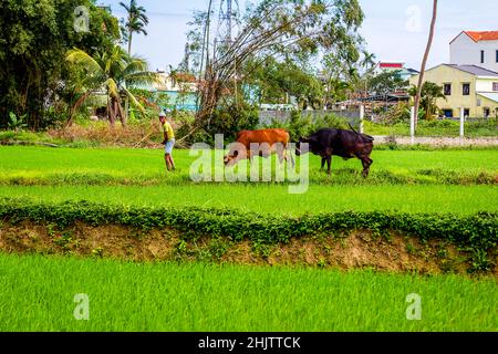 Hoi An ha una buona quantità di campi di riso all'interno della città. Questo coltivatore sta lavorando sui suoi campi con il suo bestiame su una corda dietro di lui. Foto Stock