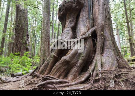 Gnolly Trunk Massive Giant Western Red Cedar Forest Tree. Avatar Groove vicino a Port Renfrew, Pacific Northwest Vancouver Island British Columbia Canada Foto Stock