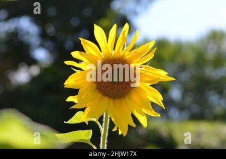 Questa è una foto ravvicinata di girasole in un campo in una giornata di sole, primavera con alberi. È stato preso in Angelbachtal in Germania vicino Heidleberg, Germania. Foto Stock