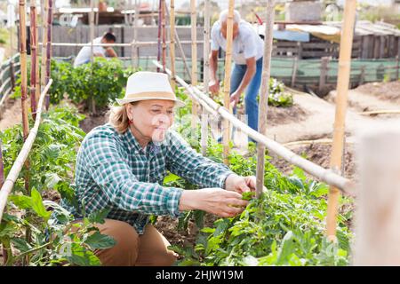 Orticolturista femminile che lavora con i cespugli di pomodori, durante il giardinaggio di famiglia Foto Stock