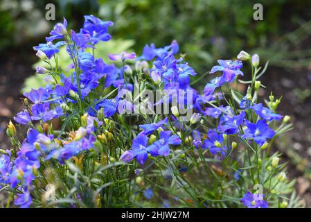 I fiori di Gentiana crescono su un letto di fiori Foto Stock
