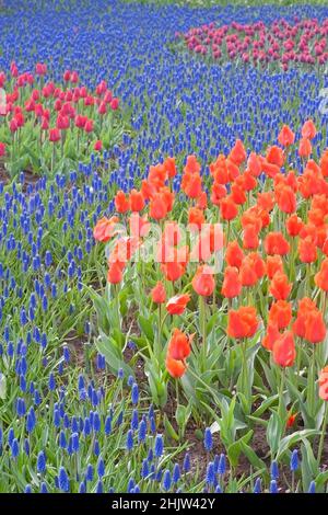 Fiume di fiori blu (Muscari Bluefields Beauty) che scorre attraverso macchie di tulipani rossi nei Giardini Keukenhof, Paesi Bassi. Foto Stock