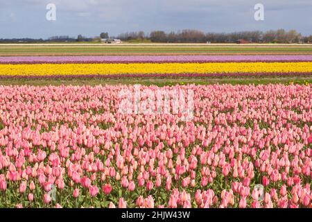 Pink tulips growing on farm field in South Holland province, The Netherlands Foto Stock