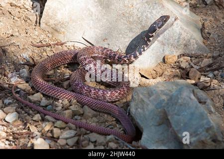 Coachwhip serpente a caccia di preda nel deserto di Sonoran. Masticofis flagellum Foto Stock