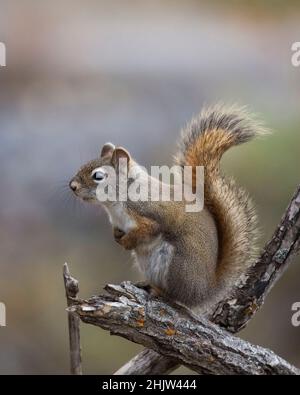 Scoiattolo rosso arroccato sul serpente nella foresta, Weaselhead Flats, Alberta, Canada. Tamiasciurus hudsonicus Foto Stock