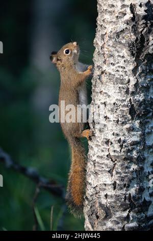 Scoiattolo rosso che sale su tronco di pioppo in foresta. Tamiasciurus hudsonicus Foto Stock