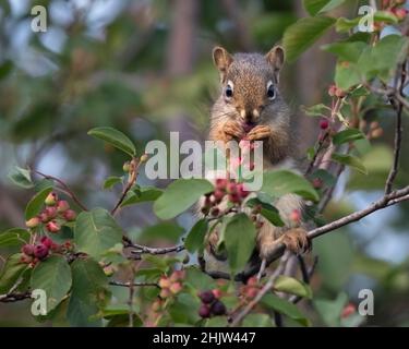 Rosso Squirrel mangiare bacche in Saskatoon bacche albero a Weaselhead Flats. Tamiasciurus hudsonicus, Amelanchier alnifolia Foto Stock