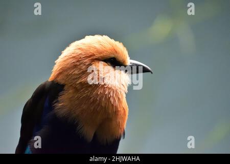 Una selezione di un rullo con bellatura blu (Coracias cyanogaster) Foto Stock