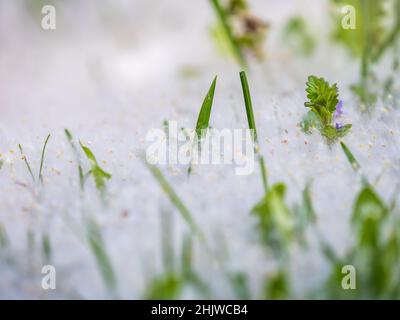 White Poplar Fluff si trova sull'erba verde, concetto di allergia al pioppo. Erba ricoperta di semi e lanugine bianche, illuminata dai raggi del sole Foto Stock