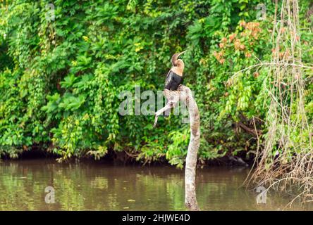 Anhinga femminile (anhinga anhinga) uccello lungo il fiume Napo, parco nazionale Yasuni, foresta amazzonica, Ecuador. Foto Stock