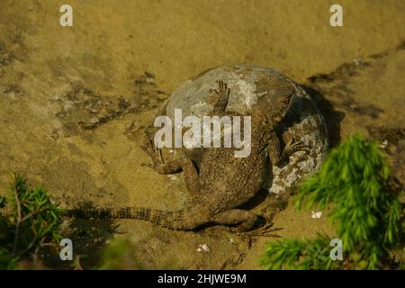 Caucasian AGAMA SA sulla pietra (Paralaudakia caucasia) Foto Stock