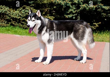Profilo Husky. Il Husky si trova nel parco cittadino. Foto Stock