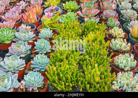 Varietà di piante succulente. I tipi popolari di succulenti si avvicinano. Foto Stock