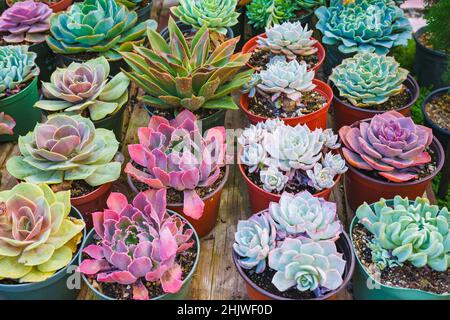 Varietà di piante succulente. I tipi popolari di succulenti si avvicinano. Foto Stock