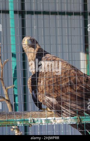 Ritratto di un uccello di aquila di preda seduto in una gabbia dello zoo. Il concetto di protezione ambientale, conservazione delle specie animali in pericolo, trattamento umano degli animali selvatici. Foto Stock