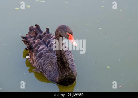 Un cigno nero con un becco rosso nuota sull'acqua Foto Stock