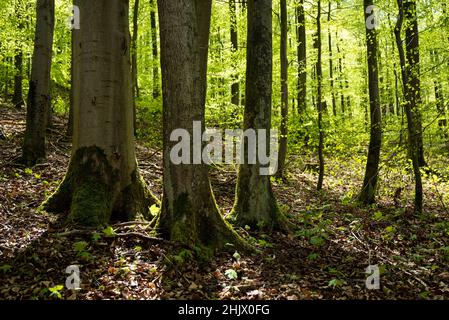 Alberi con fogliame verde fresco in una foresta di faggi in primavera, vicino a Polle, Weserbergland, bassa Sassonia, Germania Foto Stock