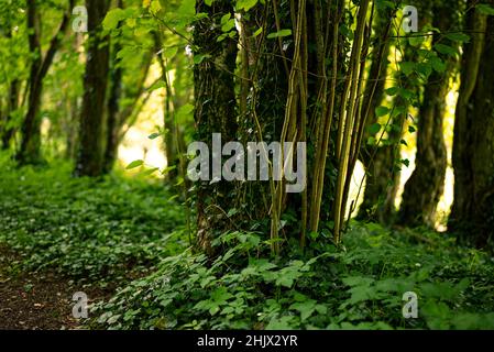 Particolare di un tronco di salice coperto di edera in una foresta, vicino a Lügde, Teutoburg Forest, Germania Foto Stock