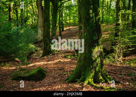 Bella scena forestale con faggi vecchi e ricoperti di muschio, nei pressi di Externsteine, Teutoburg Forest, Germania Foto Stock