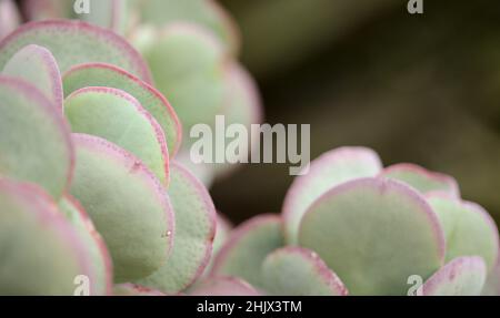 Crassula arborescens, anche nota come pianta di giada d'argento Foto Stock