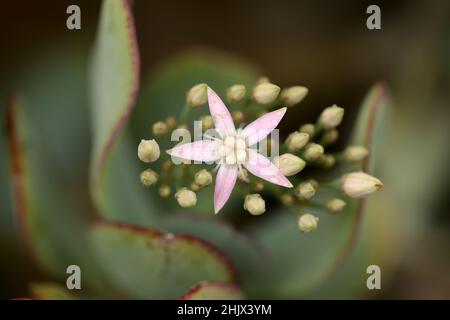 Crassula arborescens, anche nota come pianta di giada d'argento Foto Stock
