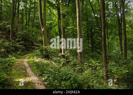 Sentiero singolo in una splendida foresta di faggi verdi sul sentiero escursionistico Kanzelweg vicino a Detmold, Teutoburg Forest, Germania Foto Stock