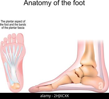 Anatomia del piede. Ossa e fascia plantare. Rappresentazione grafica vettoriale realistica. Vista dal basso e vista laterale Illustrazione Vettoriale