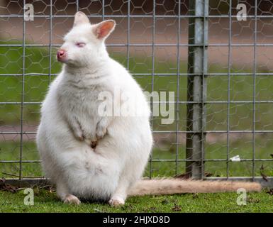 Rara wallaby femminile albino Bennett o wallaby a collo rosso Foto Stock