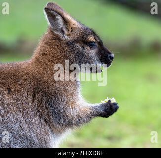 Ritratto di Wallaby di Bennett o Wallaby a collo rosso Foto Stock