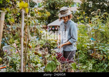 Giovani piante di annaffiatura di volontari maschi con lattina in giardino comunitario Foto Stock