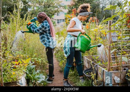 Ambientalisti femminili innaffiare piante mentre si trova in azienda agricola urbana Foto Stock