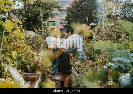 Ambientalisti maschili e femminili che raccolgono ortaggi in un'azienda agricola urbana Foto Stock