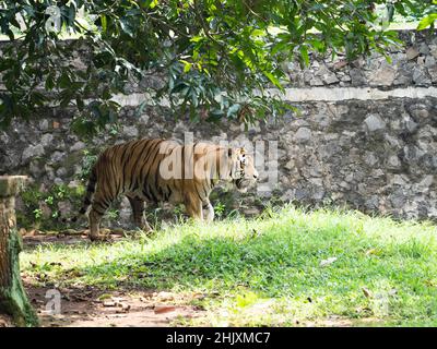 Immagine di una tigre, panthera tigris, uno degli animali in pericolo Foto Stock